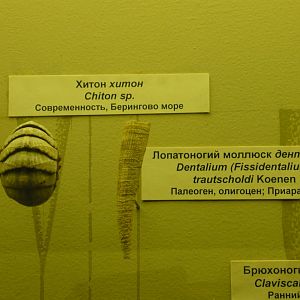 Chiton sp. (modern chiton) and Dentalium trautscholdi (Oligocene tooth shell)