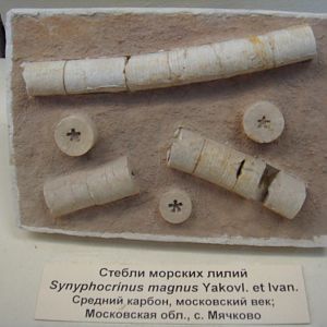 Synyphocrinus magnus (crinoid stems)