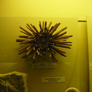 Heterocentrotus trigonarius (modern sea urchin)