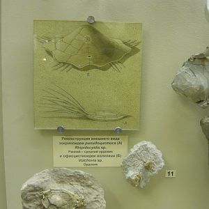 Rhipidocystis sp. and Volchovia sp. reconstructions