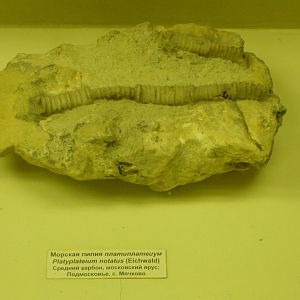 Platyplateium notatus