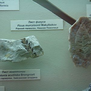 Comptonia and Ficus leaves