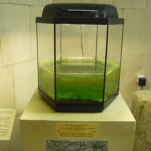 Live cyanobacterial mat