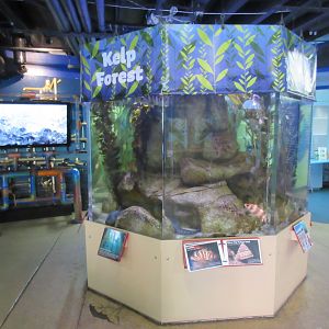 Kelp Forest Exhibit