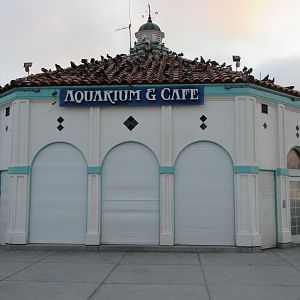 Roundhouse Aquarium (but no cafe!)