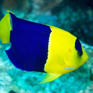Bicolor Angelfish