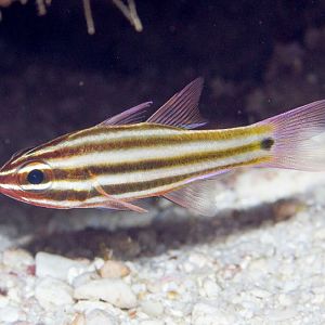 Broadstripe Cardinalfish