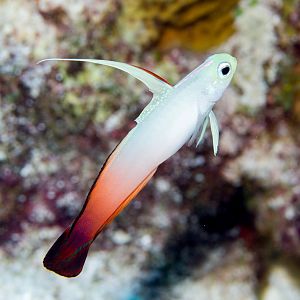 Red Firegoby