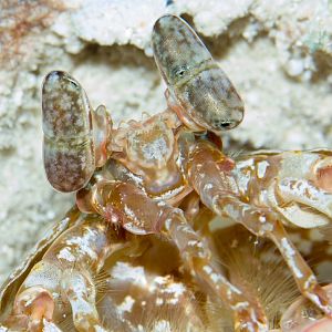 Giant Mantis Shrimp eyes
