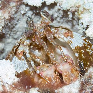 Giant Mantis Shrimp