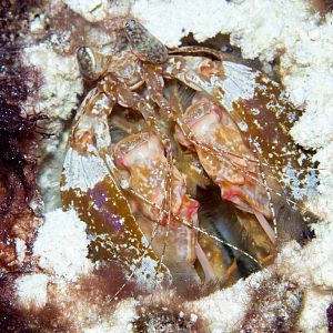 Giant Mantis Shrimp