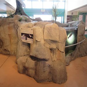 Rainbow Trout Exhibit