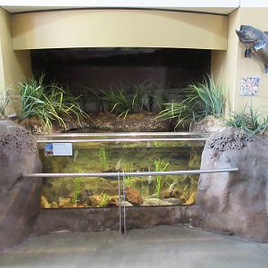 Spotted Sand Bass Exhibit