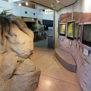 Desert-Themed Terrariums