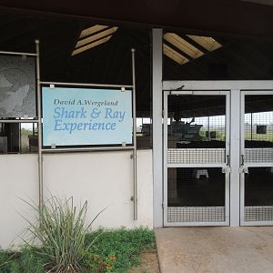 Shark & Ray Experience