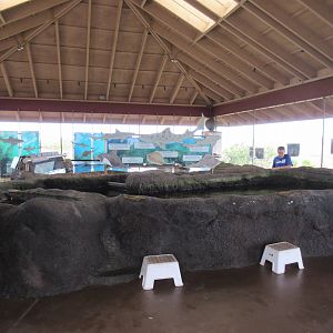 Shark & Ray Experience