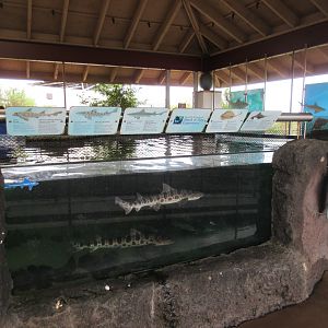 Shark & Ray Experience