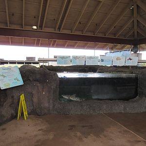 Shark & Ray Experience