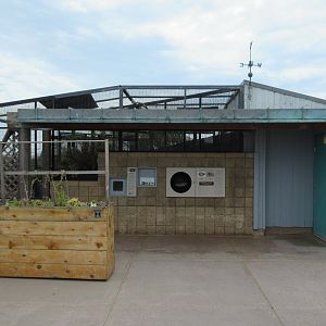Burrowing Owl Exhibit (side view)
