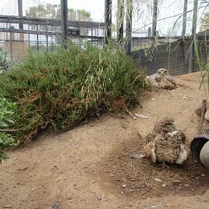 Burrowing Owls