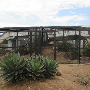 Burrowing Owl + Greater Roadrunner Exhibits