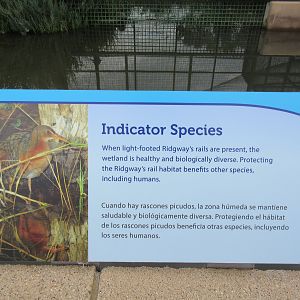 Light-Footed Ridgway's Rail Exhibit - Sign