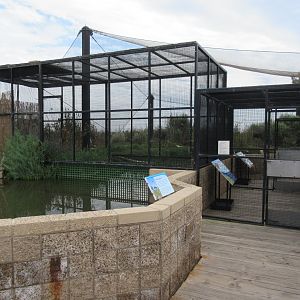 Light-Footed Ridgway's Rail Exhibit