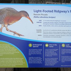 Light-Footed Ridgway's Rail Exhibit - Sign