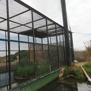 Light-Footed Ridgway's Rail Exhibit