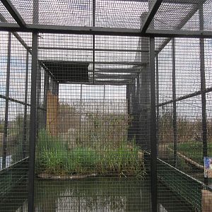 Light-Footed Ridgway's Rail Exhibit