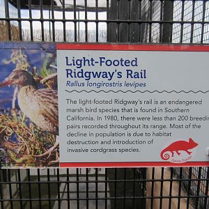 Light-Footed Ridgway's Rail Exhibit - Sign