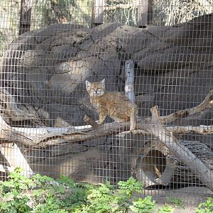 sand cat exhibit