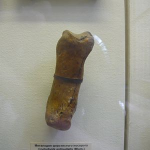 Whoolly rhinoceros metapodial bone