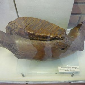 Whoolly mammoth mandible