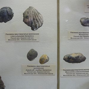Bivalves