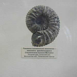 Crendoniceras kuncevi