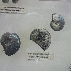 Virgatites virgatoides