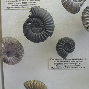 Virgatites pallasianus