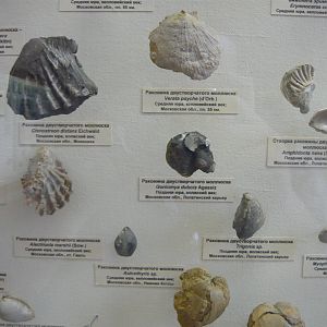Bivalves