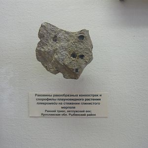 Conchostracan shells and Pleuromeia sporophylls