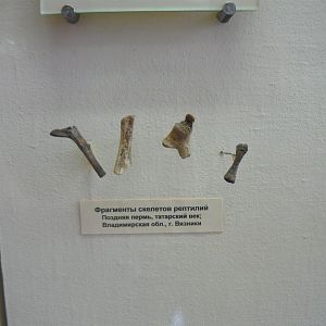 Reptile bone fragments