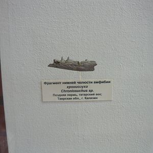 Chroniosuchus sp. jaw fragment