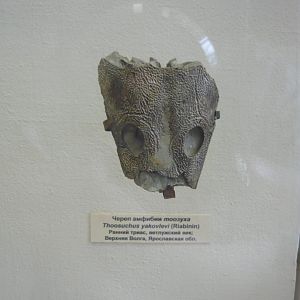 Thoosuchus yakovlevi skull fragment