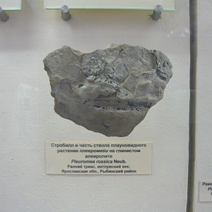 Pleuromeia rossica stem fragment and strobilus