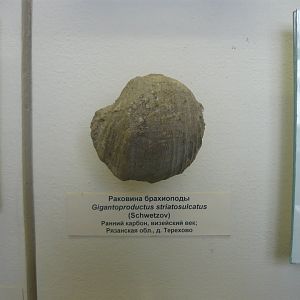 Gigantoproductus striatosulcatus