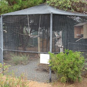 Great Horned Owl Exhibit