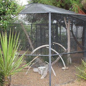Turkey Vulture Exhibit