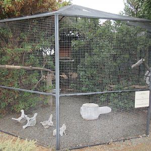 Crested Caracara Exhibit