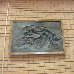 Haptodus baylei skeletons (cast)