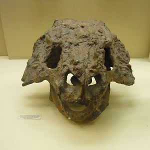 Scutosaurus karpinskii skull